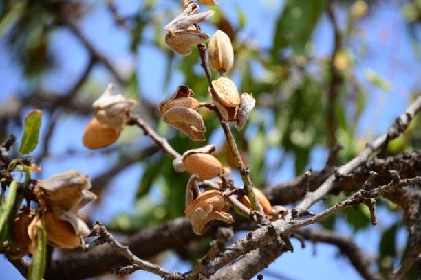 تصویر 3 از خرید بادام درختی + قیمت فروش استثنایی